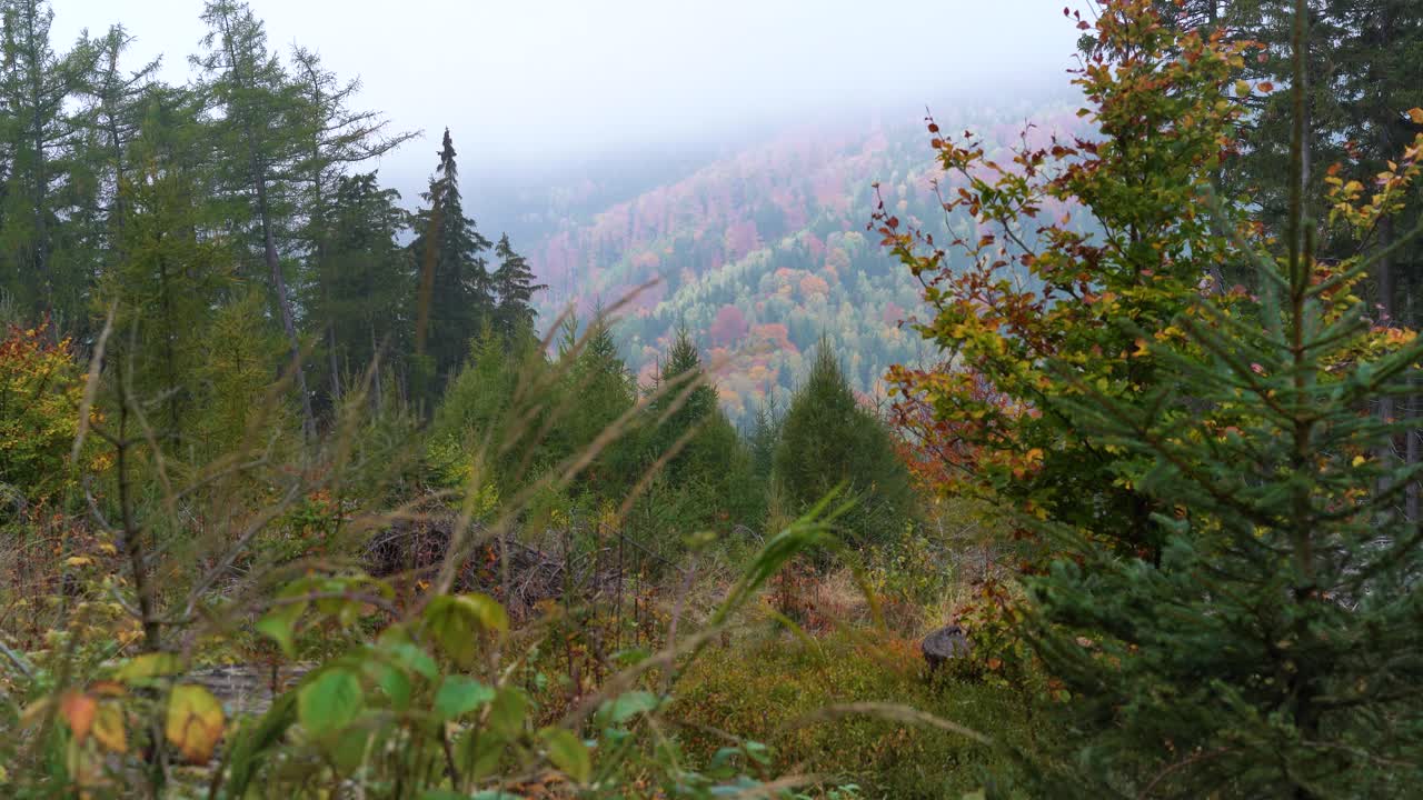 Looking down a beautiful valley in Ore mountains in a foggy autumn