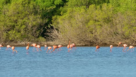zoom a la bandada de flamencos que se alimentan y miran a su alrededor frente al bosque de manglares