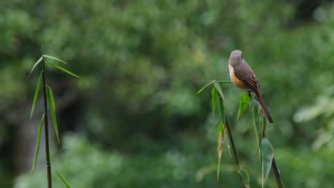 Two-bamboo-tops-jutting-out-while-an-individual-is-perched-on-the-top-on-the-right-as-it-looks-around,-Brown-Shrike,-Lanius-cristatus,-Khao-Yai-National-Park,-Thailand