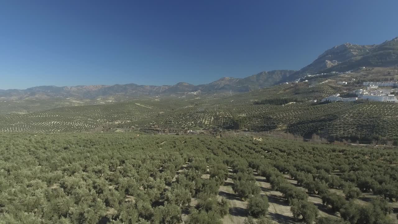 스페인 안달루시아의 카솔라 마을 주변 올리브 과수원에 끝없이 늘어선 올리브 나무