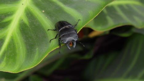 male stag beetle crawls to edge of leaf and falls off