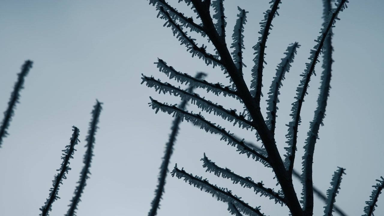 Rami d'albero ghiacciati coperti di neve sullo sfondo del cielo.