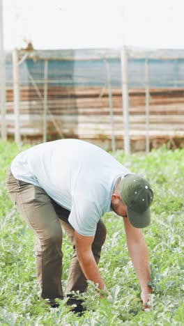 farmer harvesting watermelon in greenhouse