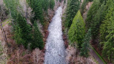 Vista-Aérea-Panorámica-Del-Río-Cedro-Que-Fluye-A-Través-De-Un-Bosque-Siempre-Verde-En-El-Estado-De-Washington