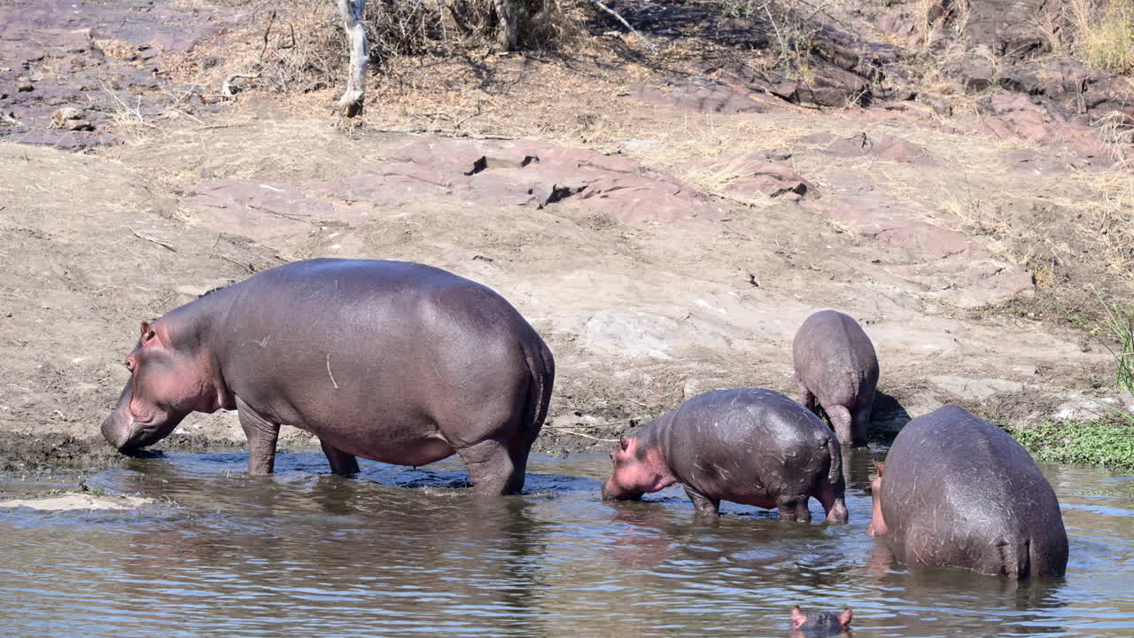 Ippopotamo che esce dall'acqua, un giovane cucciolo la segue, Slow motion.