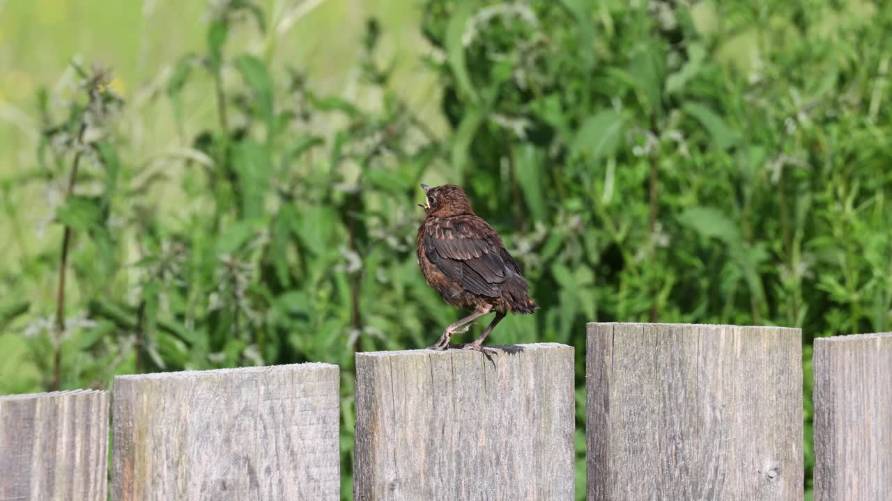 a young blackbird stood on the fence in the garden