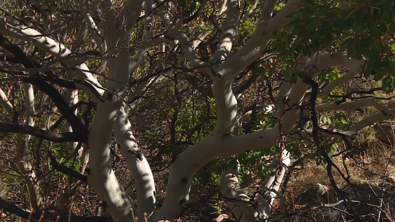 Albero di madroño del Texas con corteccia liscia e bianca nel Parco Nazionale delle Montagne Guadalupe, Texas, USA.