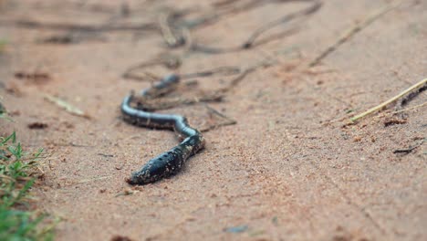 Close-Shot-of-Worm-Crawling-in-the-Sand