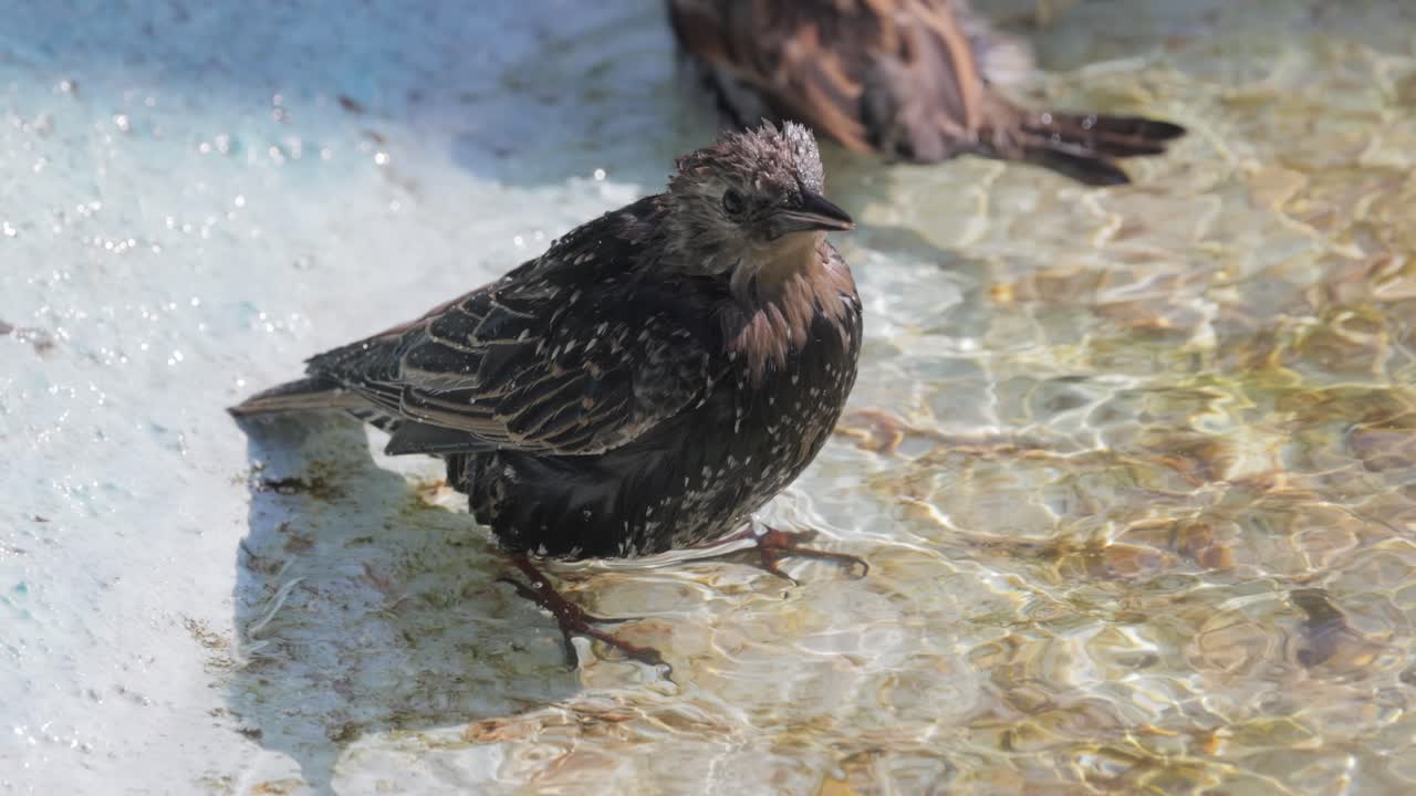스터링은 열에서 탈출하고 연못에 수영합니다. 일반 스터링 (sturnus vulgaris) 은 북미에서 유럽 스터링으로도 알려져 있습니다.
