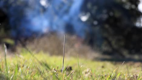 Climate-Change-Control-Burn-Rack-Focus-to-Green-Plants