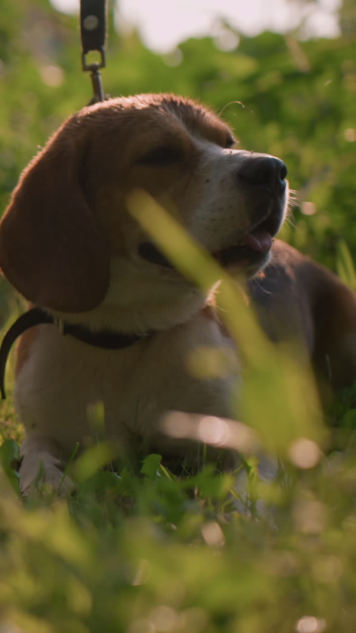 perro marrón en la correa acostado bajo en el campo de hierba con alguien de pie, perro curioso mirando a su alrededor rodeado de exuberante vegetación bajo un día soleado