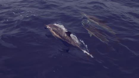 dolphins swimming in the azores