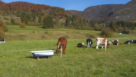 cows and animals on a meadow near bohinj lake, slovenia