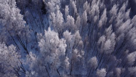 seasonal forest in winter northern europe covered with frost sunny daylight aerial view