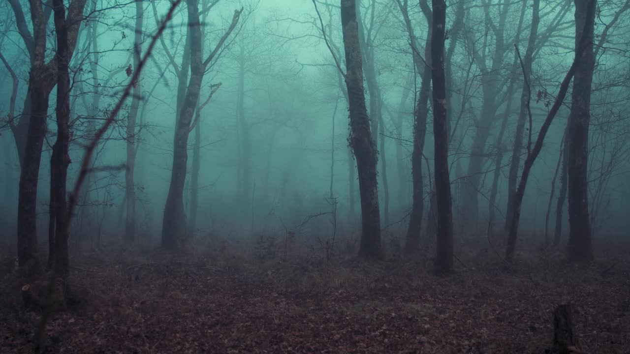 Dreamy fantasy mood foggy dark forest