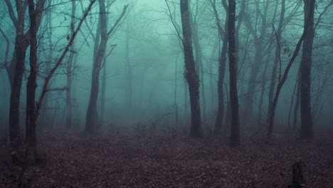 dreamy fantasy mood foggy dark forest