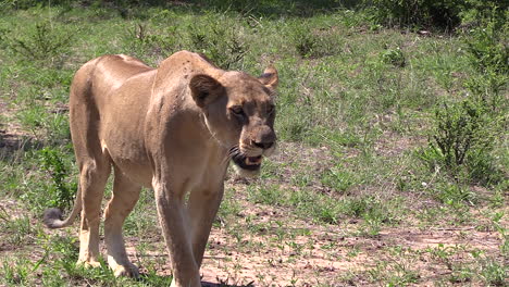 Lioness-pants-while-watching-prey-in-morning-sunlight,-slow-zoom-out