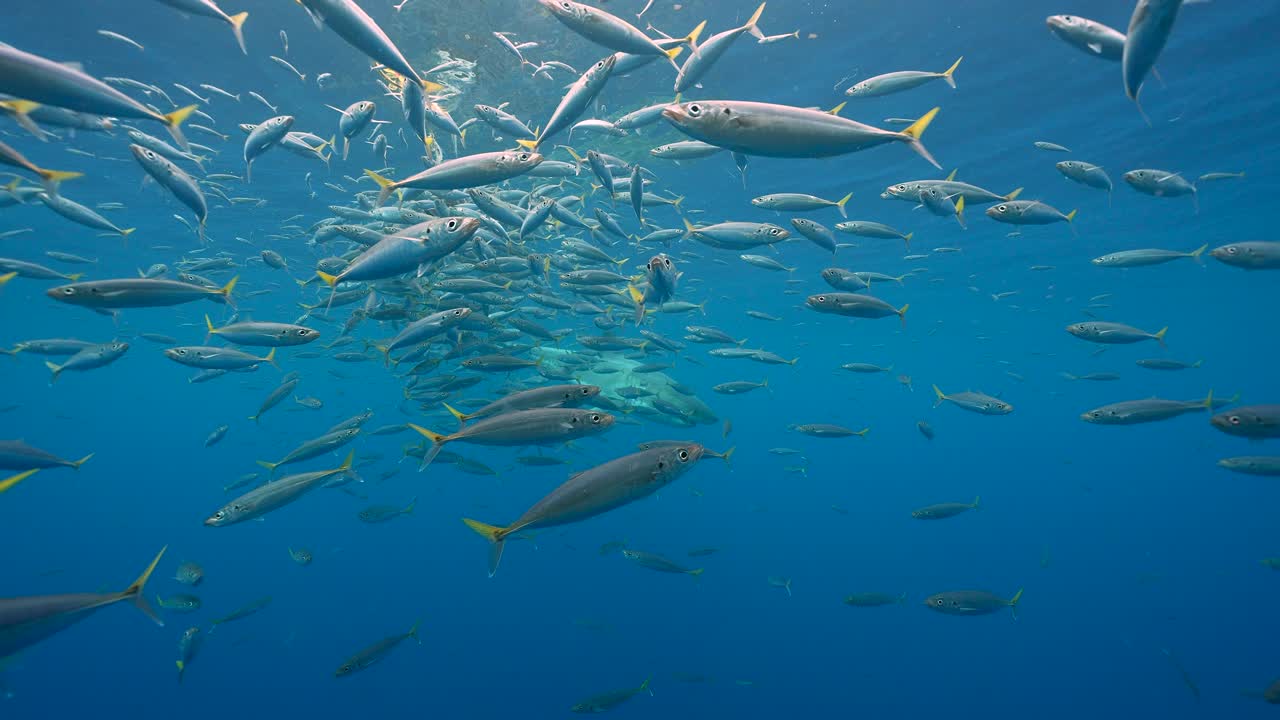 Great White Shark appears behind a cloud of fish and  bait, getting close and swimming by while cage diving at the island of Guadalupe, Mexico. Slow motion shot.