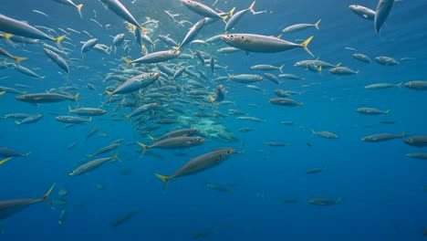 great white shark appears behind a cloud of fish and  bait, getting close and swimming by while cage diving at the island of guadalupe, mexico. slow motion shot.
