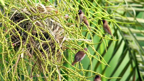 the scaly-breasted munia or spotted munia lonchura punctulata, also known as nutmeg mannikin or spice finch, a sparrow-sized estrildid finch building dome-shaped nests in the coconut tree