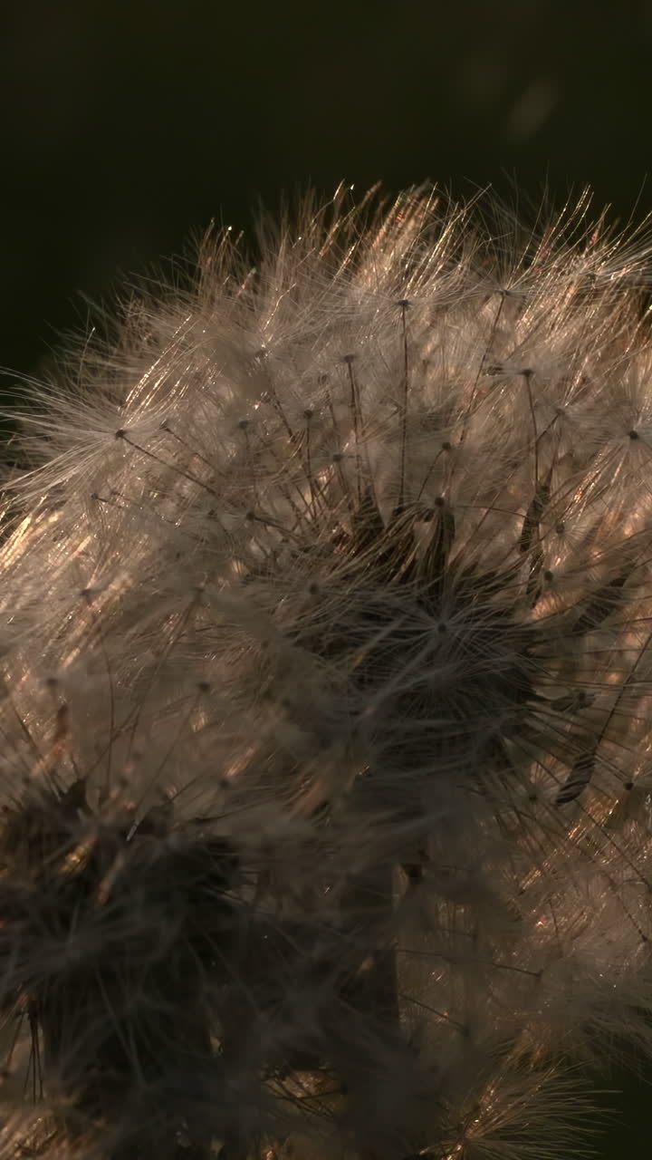 primer plano de una cabeza de semilla de diente de león