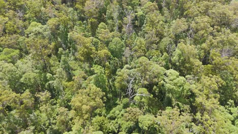 lush green forest canopy from above