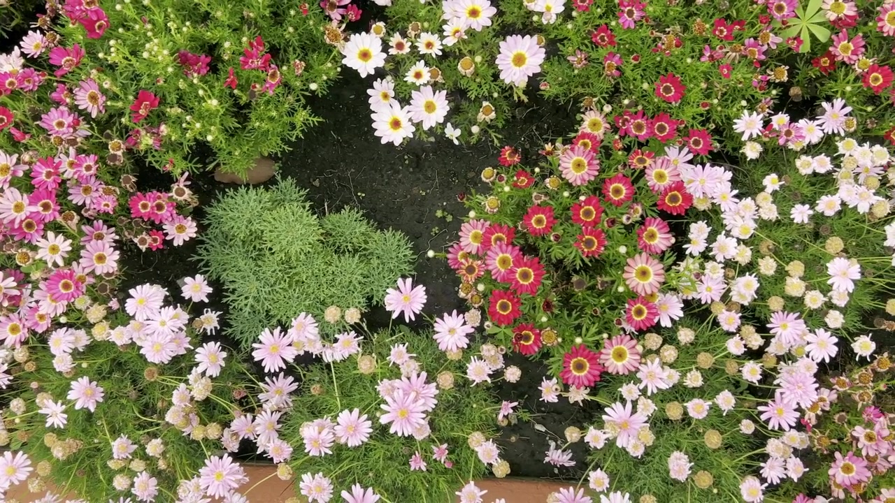 Top view showing colorful pink and white flowers blooming densely among green foliage in Parque Ahuatlan, Mexico during daytime creating a vibrant natural garden scene