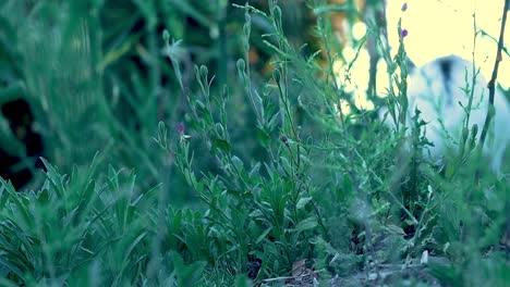 A-Reveal-Shot-Of-A-White-Rabbit-Among-The-Fields-Hopping-And-Hunting-For-Food