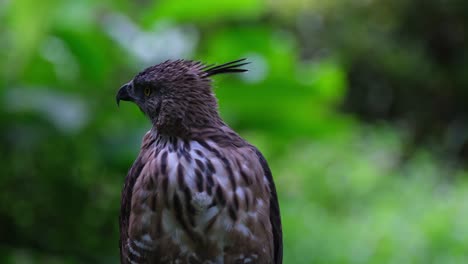 mirando a la izquierda con su cresta apuntando y luego gira la cabeza a la derecha, pinsker's hawk-eagle nisaetus pinskeri, filipinas