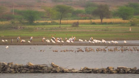 Bandada-De-Cigüeñas-Pintadas-Con-Garzas-Grises-Y-Garcetas-Y-Patos-Aves-Migratorias-En-Un-Estanque-Patrimonial-Llamado-Talab-E-Shahi-En-Bari-Dholpur-De-Rajasthan-India-Durante-La-Puesta-De-Sol