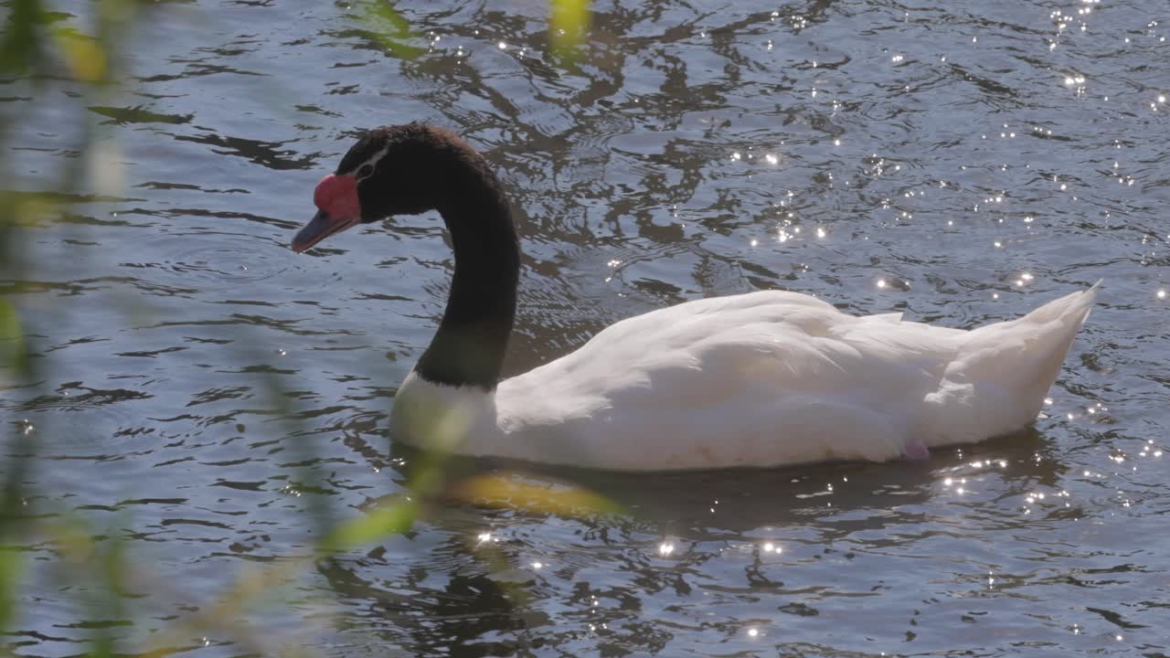 cisne de cuello negro nadando en el lago. el cisne de cuelo negro (cygnus melancoryphus) es una especie de ave acuática de la tribu cygnini de la subfamilia anserinae.