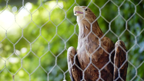 primer plano estático de águila salvaje descansando sobre el árbol detrás de la malla