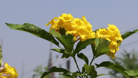 vibrant yellow flowers gently swaying in breeze