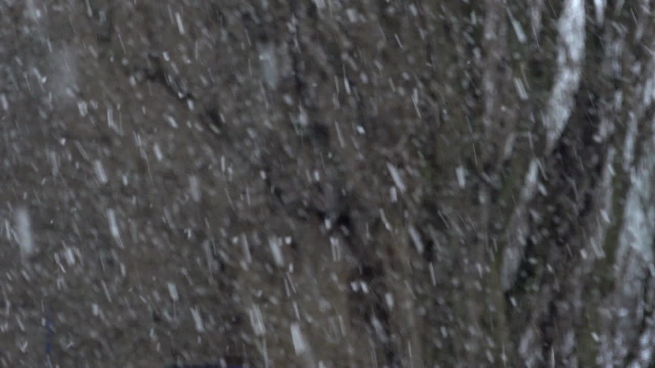 A slow motion shot of heavy snow falling in front bare tree trunks and branches during a cold winter storm