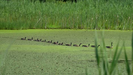 a row of canadian geese swimming in an algae covered pond