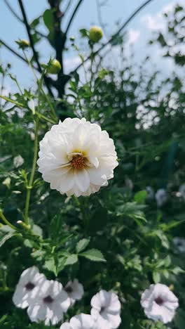 close-up of a white dahlia flower in a garden