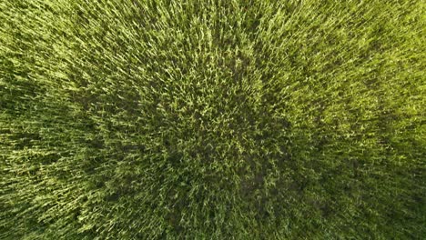 green crops on rural fields in warmia, poland