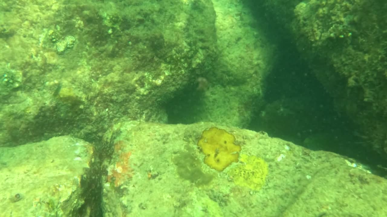 Explore the tranquil underwater landscape featuring algae-covered rocks and glimpses of marine life in clear waters.