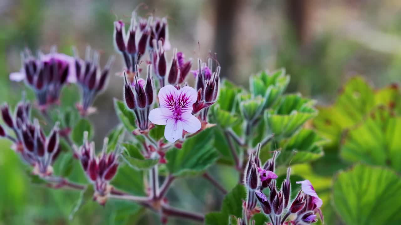 Güney Afrika, Hermanus'ta doğal olarak yetişen, endemik mor Cape Rose Sardunya fynbos çiçeği