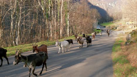 a herd of goats walking down the road in the village of cavergno, located in the district of vallemaggia, canton of ticino in switzerland