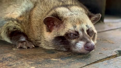 paradoxurus hermaphroditus (en inglés)