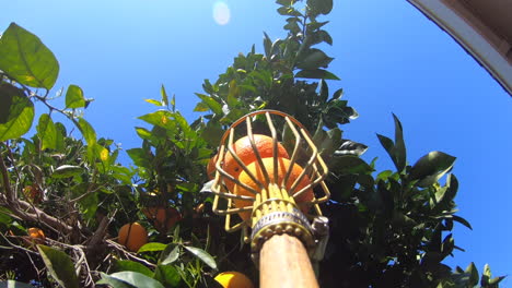 recogiendo naranjas usando un recolector de frutas bajo el cielo azul brillante - tiro pov