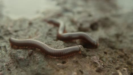 close-up of two earthworms crawling on wet soil in a natural outdoor setting