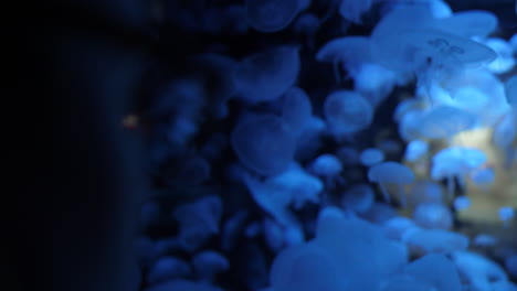 vrouw met een bril die veel transparante kwallen in een aquarium bekijkt.