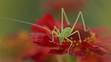 Close-up-shot-of-a-green-grasshopper-sitting-on-a-red-flower