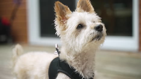 close up of cute maltese yorkie wearing a harness looks up, before turning its head and walking away