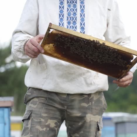 farmer examining bees frame. beekeeper looking at the frame full of bees on apiary background in summer day. apiary concept.
