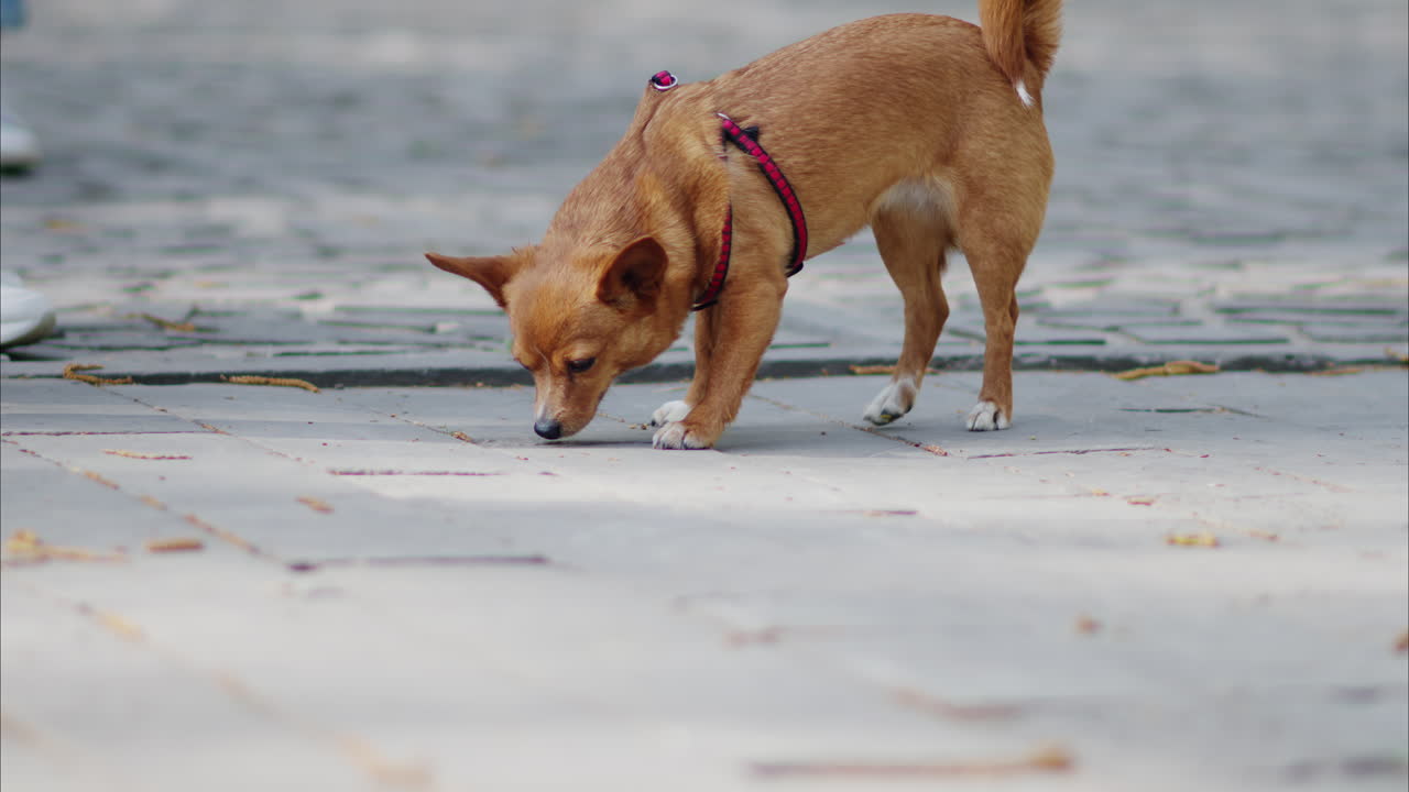Brown Chihuahua running around in a park