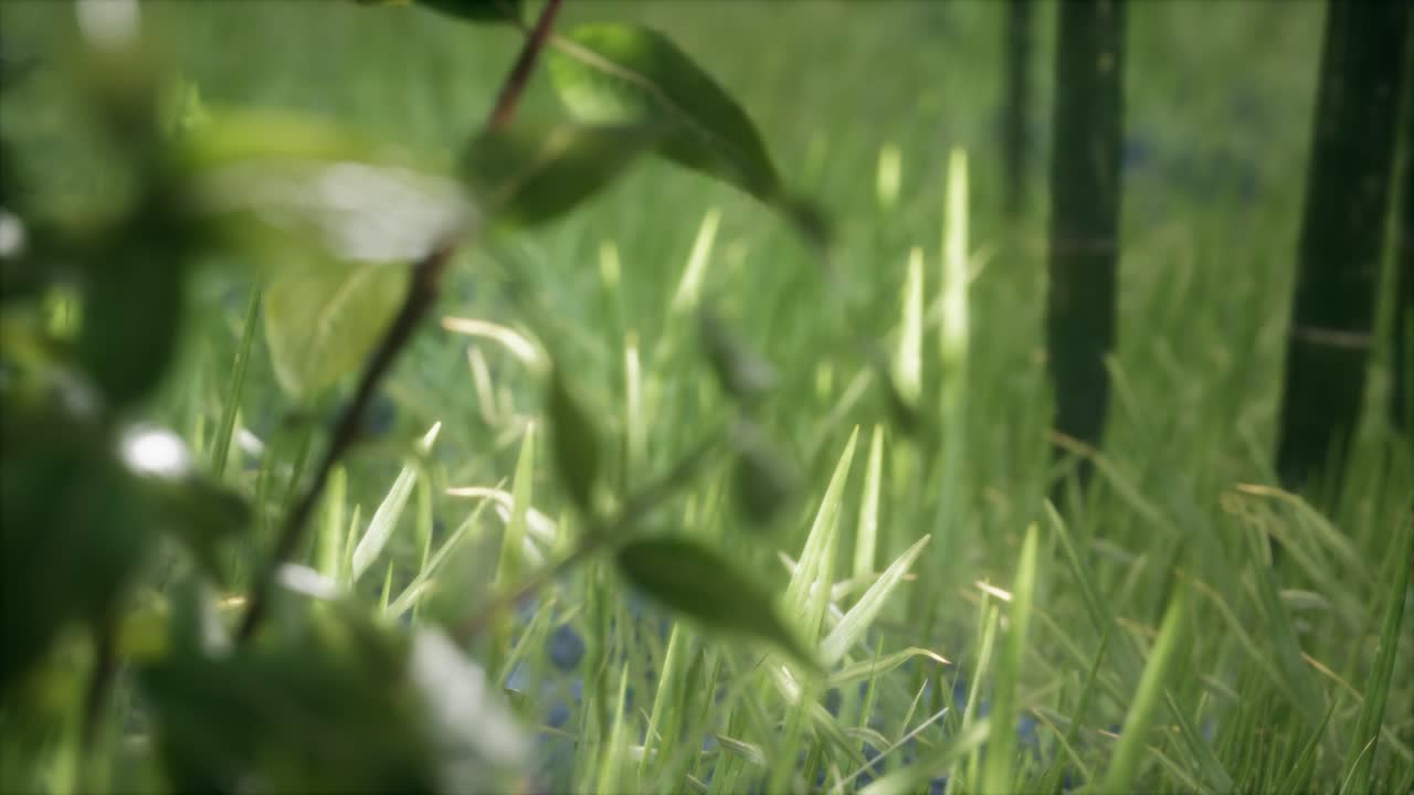 숲 속 의 신선 한 초록 잔디