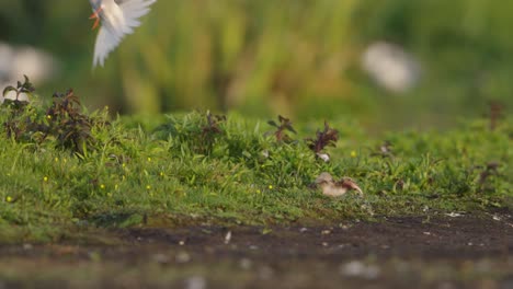 la madre de la tern común intenta evitar que otras aves le roben a sus polluelos.
